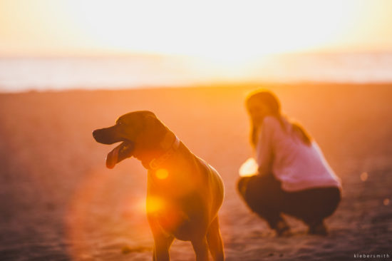 Dog Mindfulnes