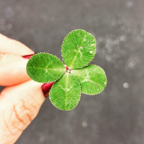 Lucky Four Leaf Clover